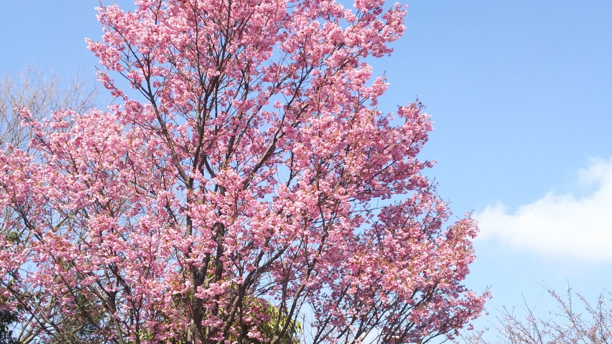 f:id:shima-1414:20190401101824j:plain f:id:shima-1414:20190401101824j:plain