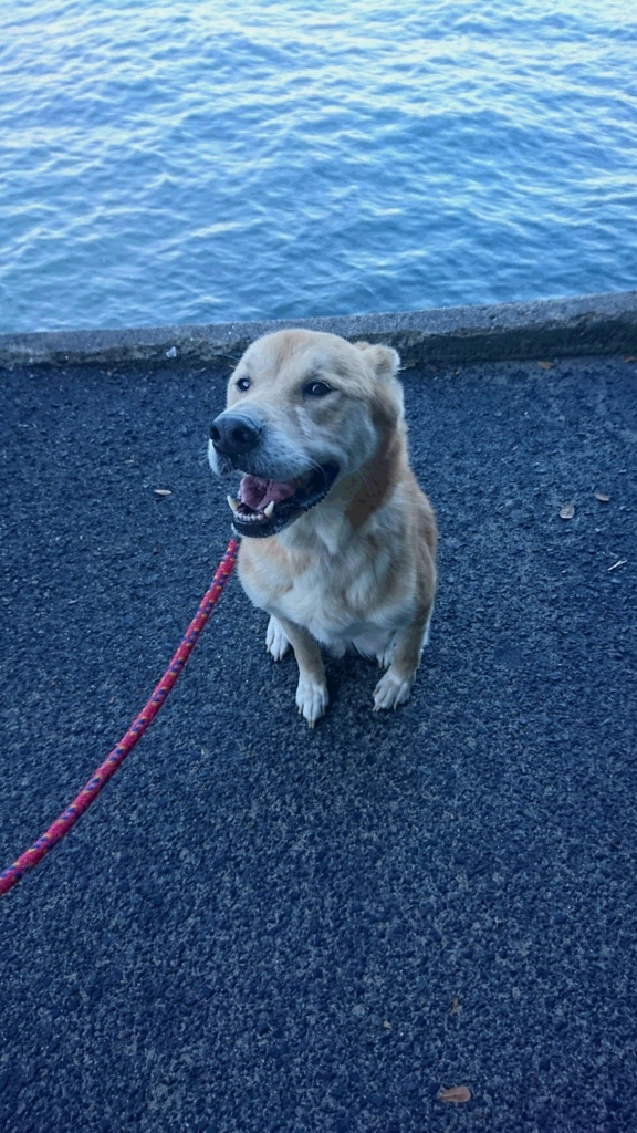 f:id:shima-lemon:20161207003213j:plain f:id:shima-lemon:20161207003213j:plain