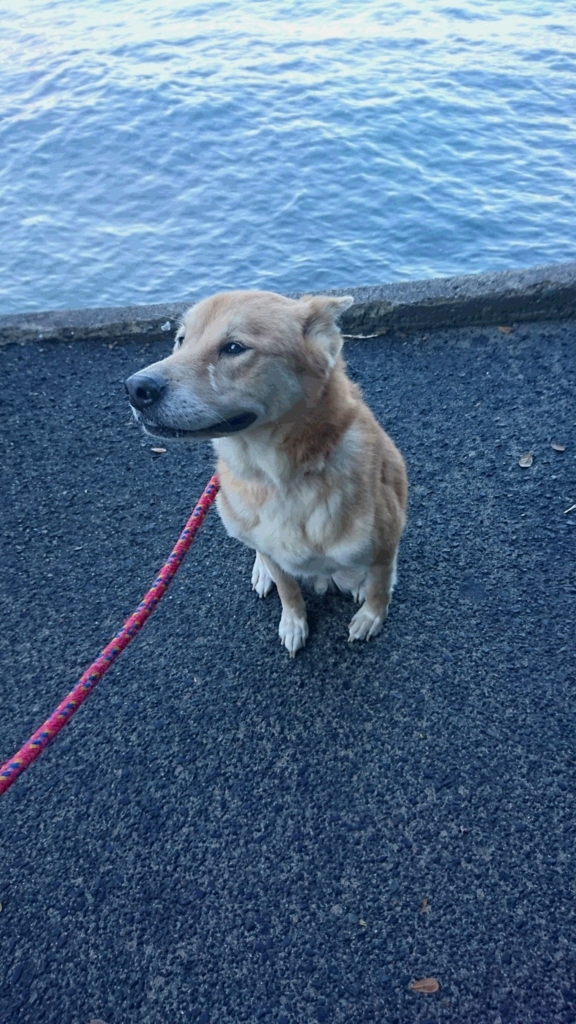 f:id:shima-lemon:20161207003758j:plain f:id:shima-lemon:20161207003758j:plain