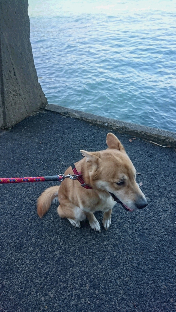 f:id:shima-lemon:20161207004627j:plain f:id:shima-lemon:20161207004627j:plain