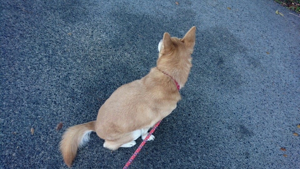 f:id:shima-lemon:20161207004813j:plain f:id:shima-lemon:20161207004813j:plain