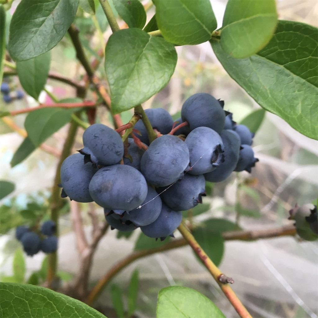 f:id:shima-shimachan:20190623160557j:image f:id:shima-shimachan:20190623160557j:image