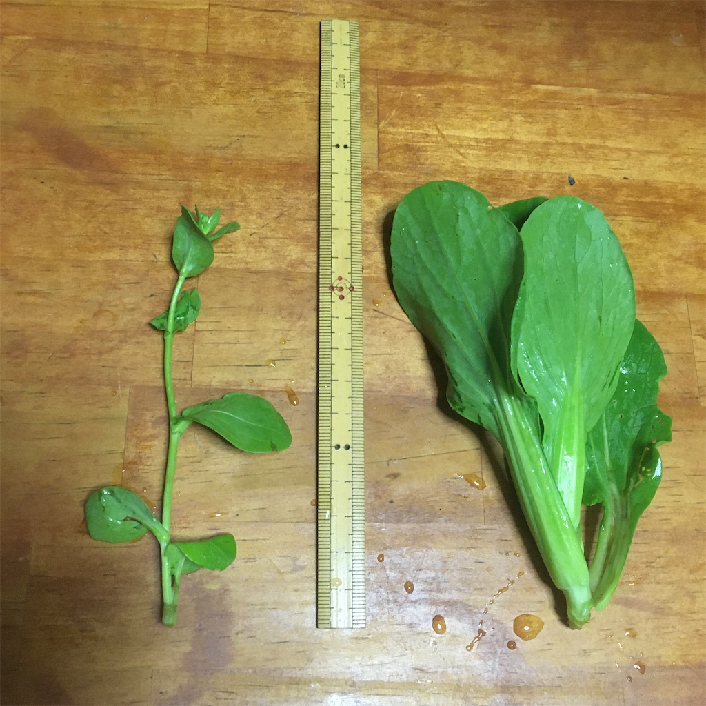 ミニチンゲンサイはどうなった キャベツ畑を食物連鎖に任せてみたが しましま通信 ミニチンゲンサイはどうなった キャベツ畑を食物連鎖に任せてみたが しましま通信