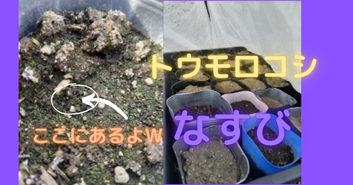 f:id:shima46:20220307143841p:plain