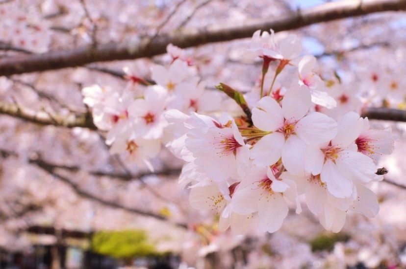 f:id:shima_88:20210314223335j:plain