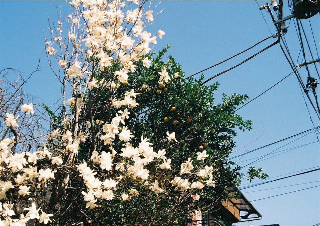 f:id:shima_uma:20210418185503j:image f:id:shima_uma:20210418185503j:image