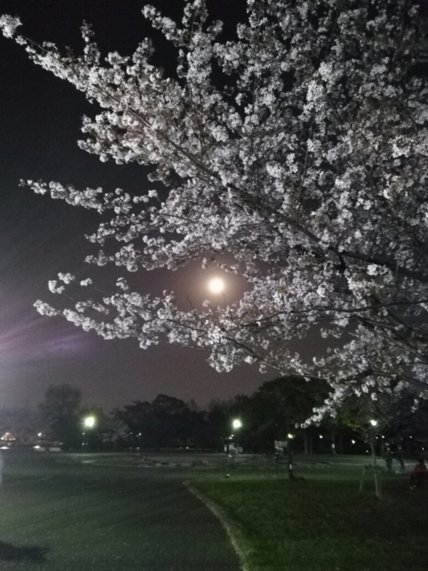 f:id:shimaaaada:20180404231911j:plain f:id:shimaaaada:20180404231911j:plain