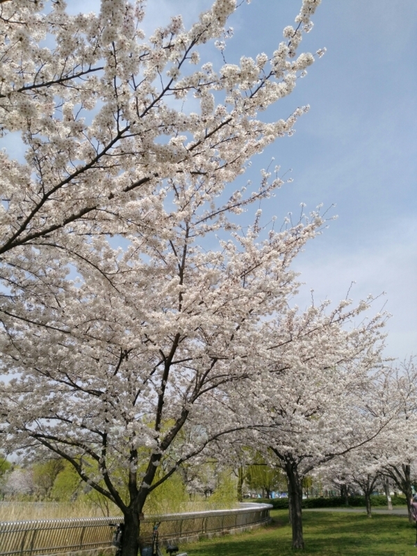 f:id:shimaaaada:20180404231931j:plain f:id:shimaaaada:20180404231931j:plain