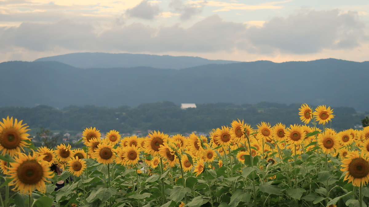 長野kanko 菜の花公園 ひまわり畑 飯山市 温泉街のフーデリbarista日記