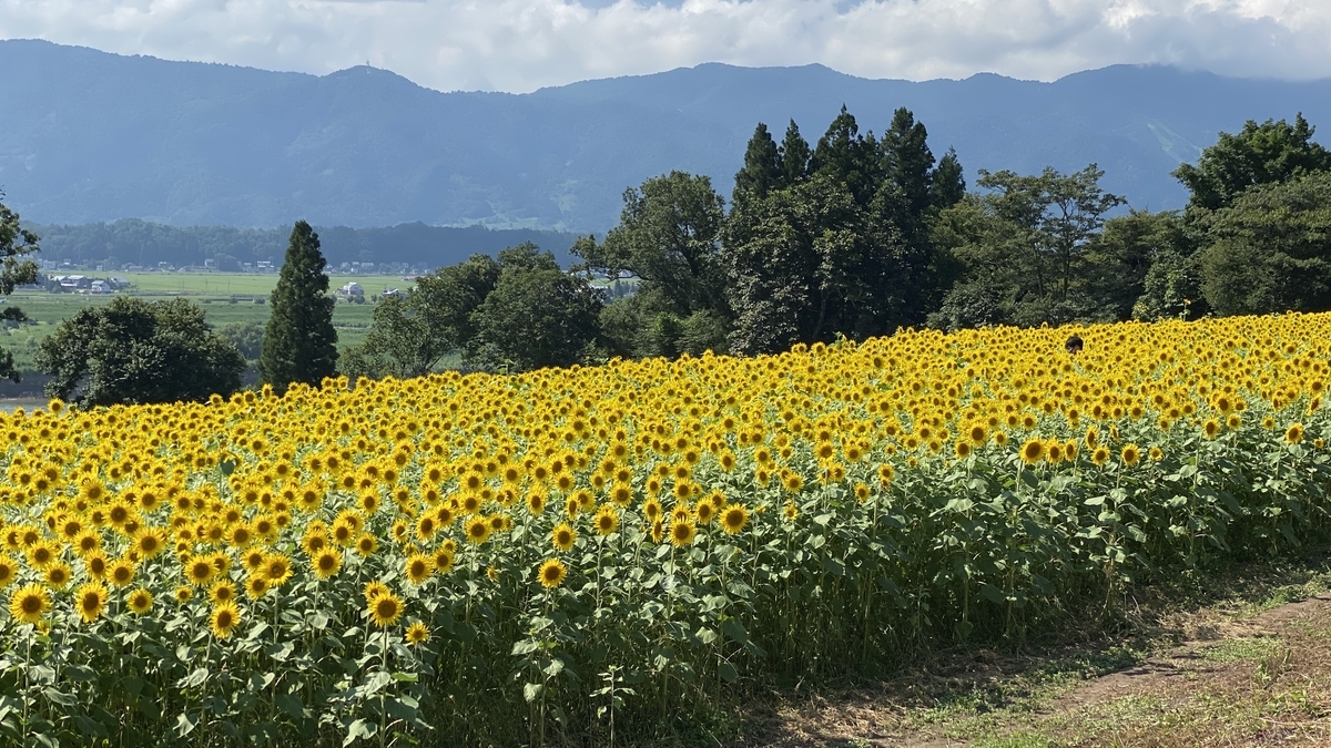 長野kanko 菜の花公園 ひまわり畑 飯山市 温泉街のフーデリbarista日記