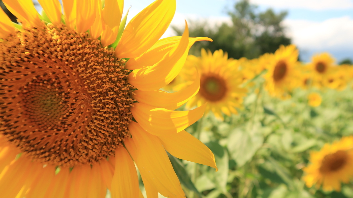 長野kanko 菜の花公園 ひまわり畑 飯山市 温泉街のフーデリbarista日記