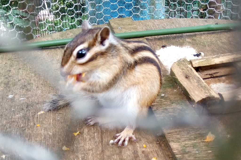 福知山市動物園リスの画像