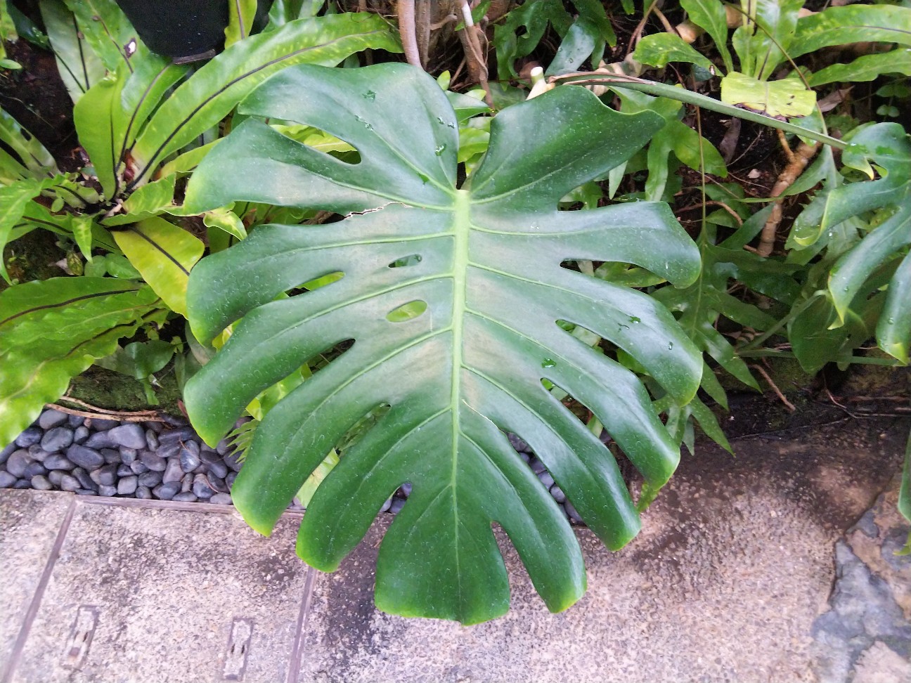 f:id:shimaken9801:20190325133455j:image