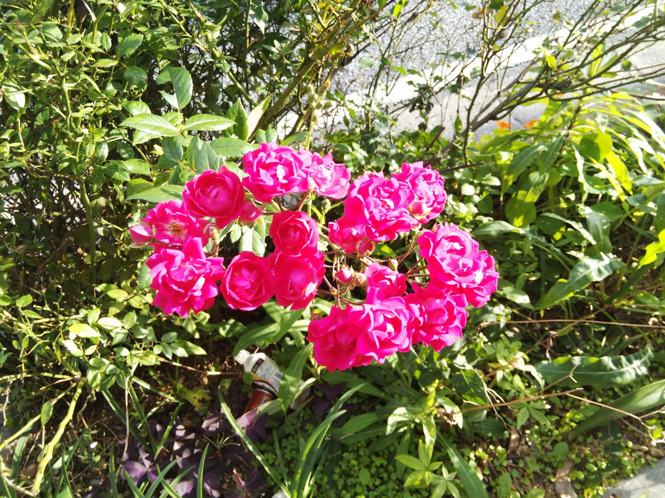 f:id:shimaken9801:20190326194145j:image