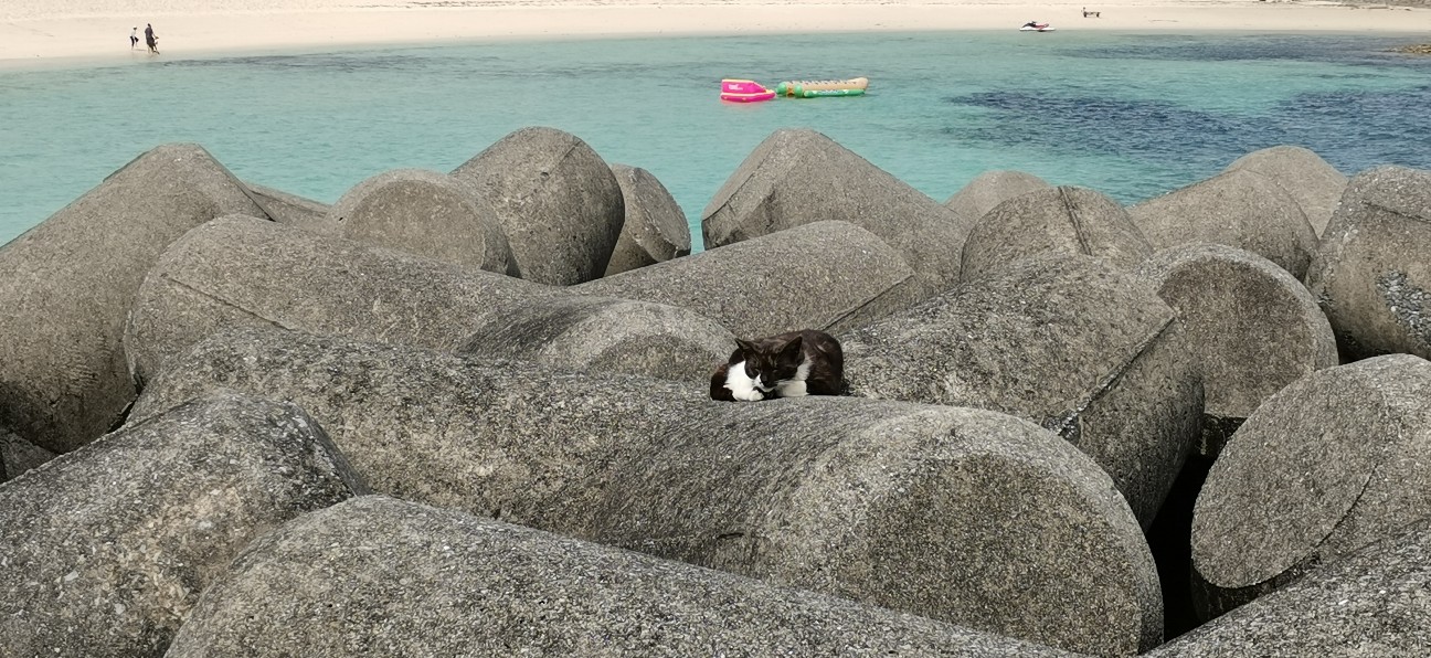 f:id:shimaken9801:20200331230700j:image