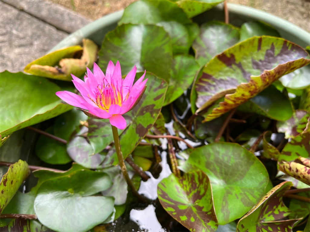 f:id:shimaken9801:20220715124225j:image