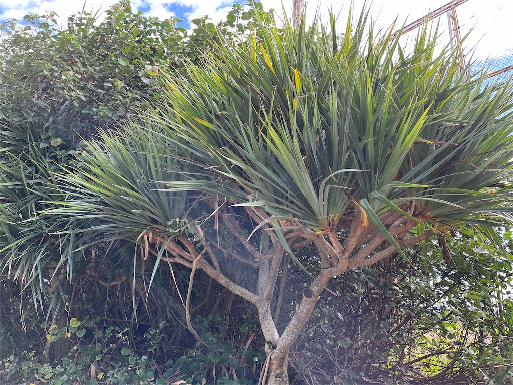 f:id:shimaken9801:20221212104216j:image