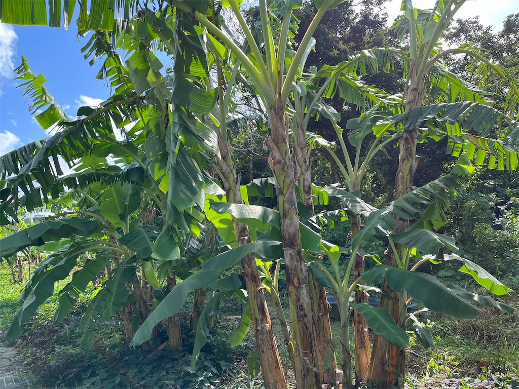 f:id:shimaken9801:20221224004321j:image