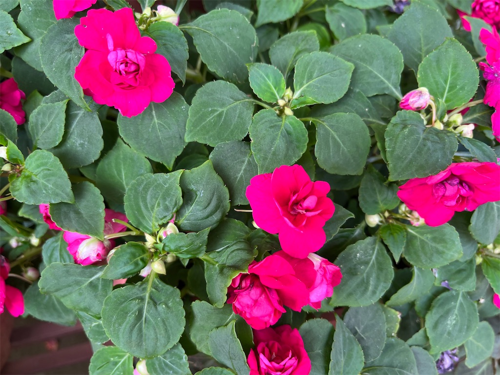 f:id:shimaken9801:20230314125056j:image f:id:shimaken9801:20230314125056j:image