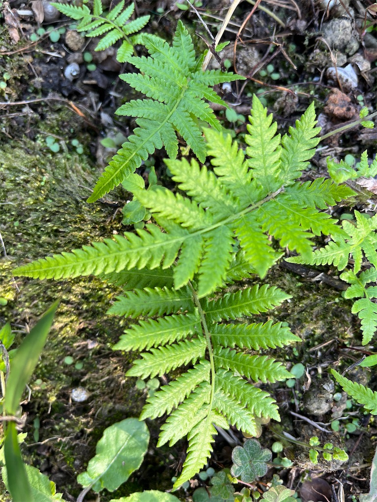 f:id:shimaken9801:20230329133737j:image