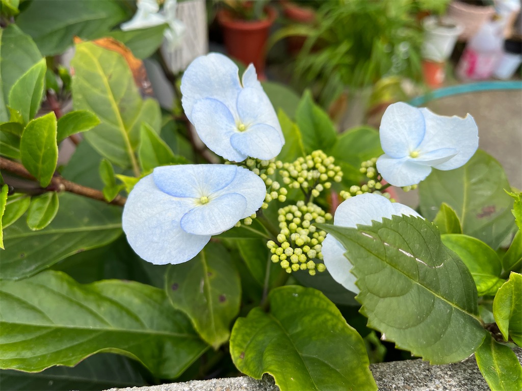 f:id:shimaken9801:20230506124933j:image f:id:shimaken9801:20230506124933j:image