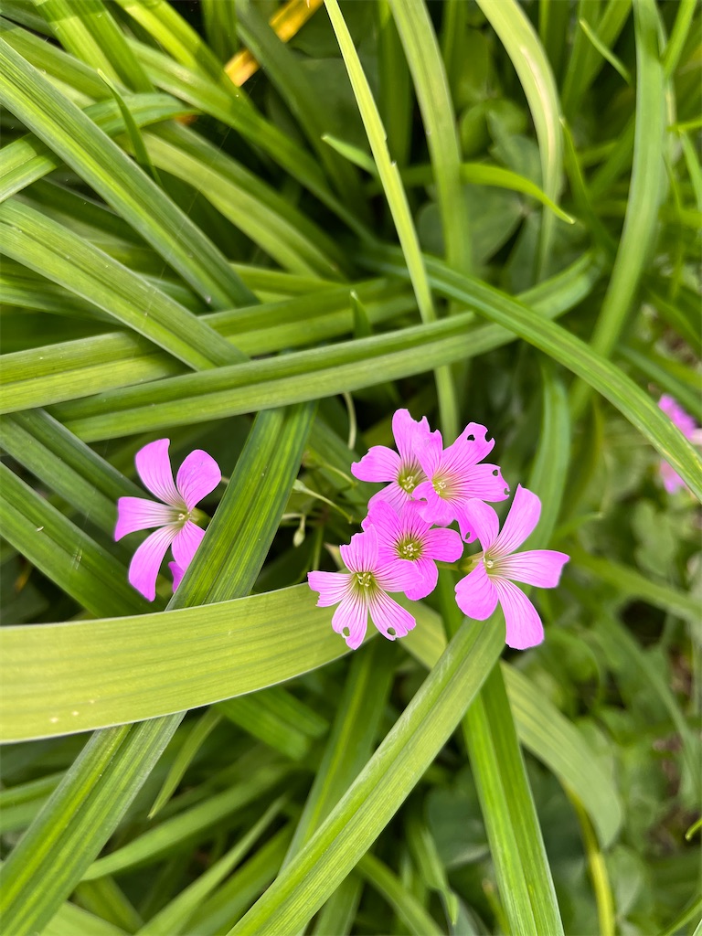 f:id:shimaken9801:20240113125049j:image