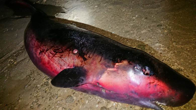 f:id:shimamayaa:20200711160321j:plain