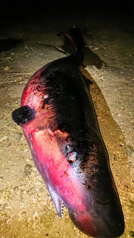 f:id:shimamayaa:20200711160849j:plain