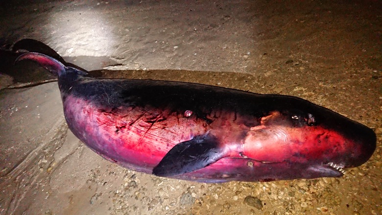 f:id:shimamayaa:20200711161216j:plain