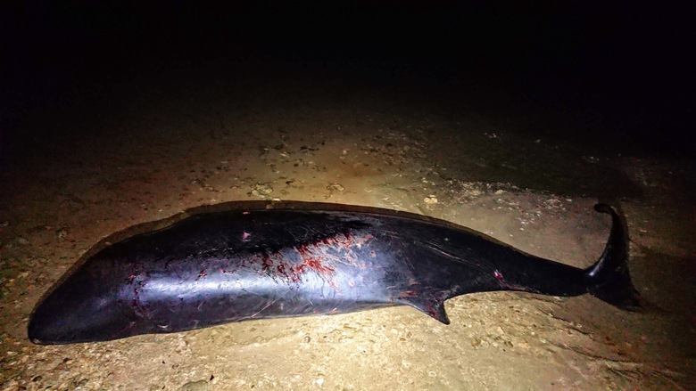 f:id:shimamayaa:20200711161751j:plain