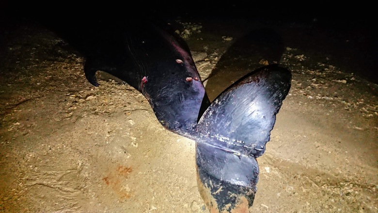 f:id:shimamayaa:20200711162120j:plain