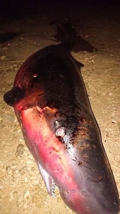 f:id:shimamayaa:20200711162845j:plain