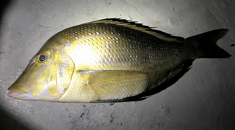 f:id:shimamayaa:20200711163954j:plain