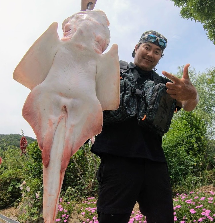 メーター級の怪魚 カスザメ エンジェル シャーク を釣る冒険 沖縄冒険日誌 しままや メーター級の怪魚 カスザメ エンジェル シャーク を釣る冒険 沖縄冒険日誌 しままや