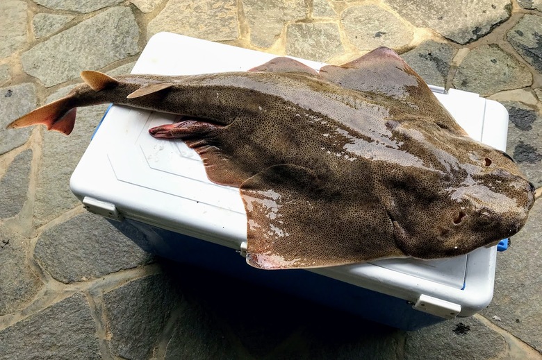 カスザメ　釣り　怪魚