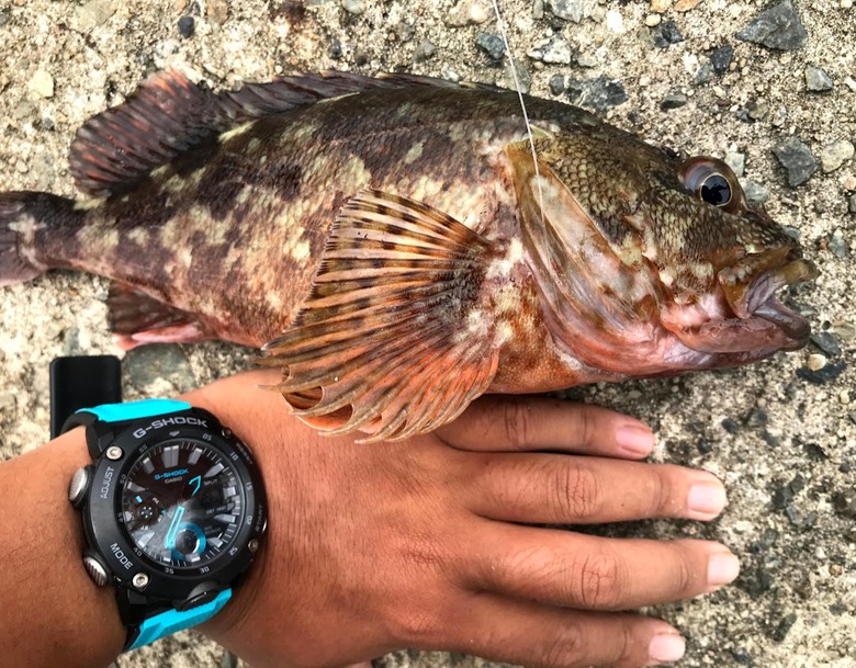 カサゴ　釣り　穴釣り