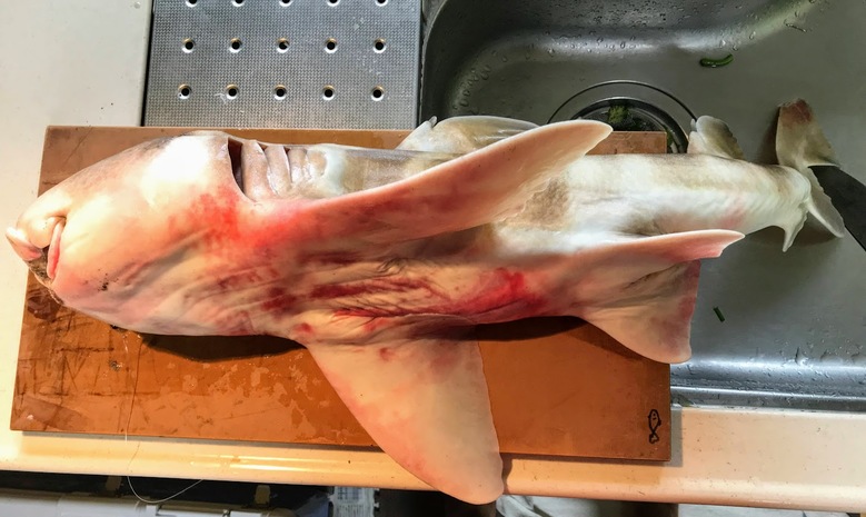 ネコザメ　釣り　怪魚