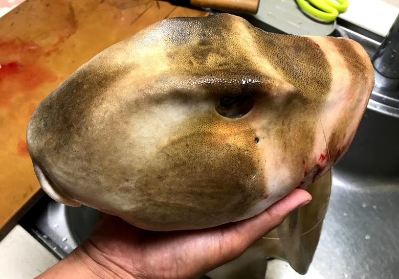 ネコザメ　釣り　怪魚