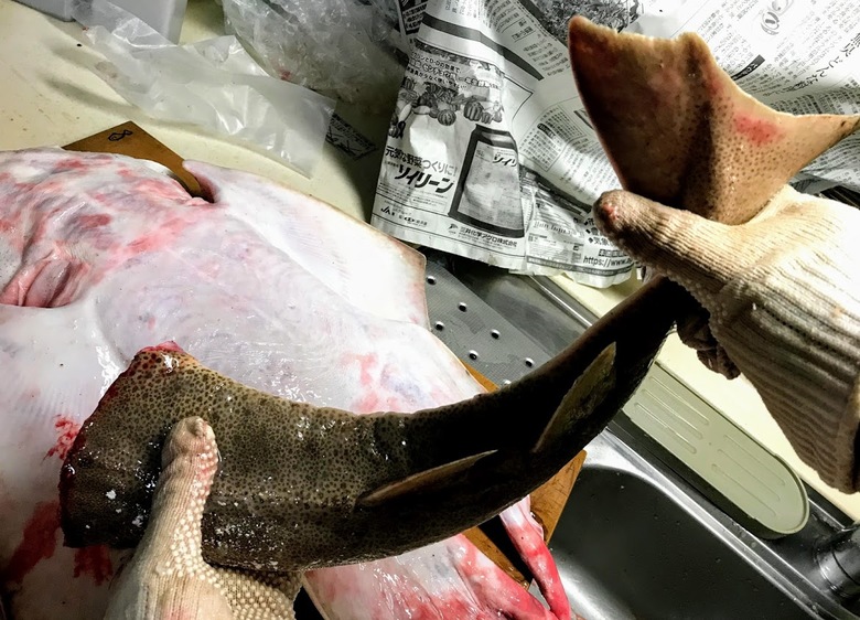 カスザメ　釣り　怪魚