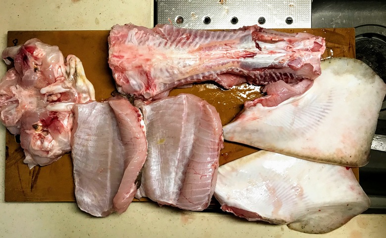 カスザメ　釣り　怪魚