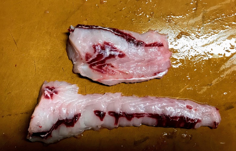 カスザメ　釣り　怪魚