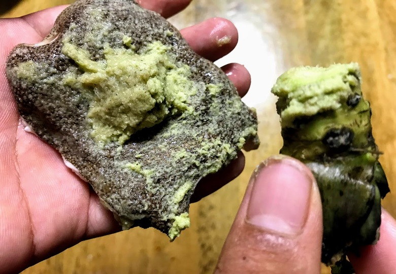 カスザメ　釣り　怪魚