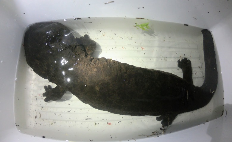 特別天然記念物 ハンザケ オオサンショウウオ について学ぶ 沖縄冒険日誌 しままや