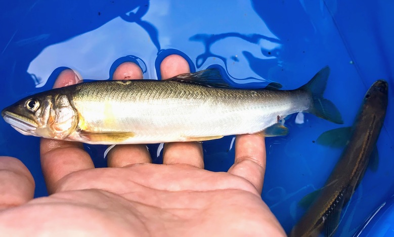 アユ　釣り　コロガシ　友ルアー