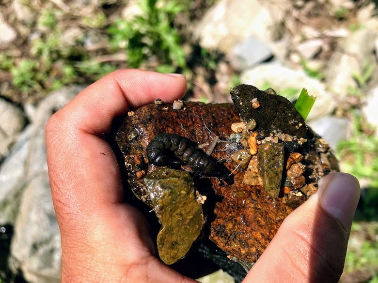 渓流　源流　釣り　イワナ　ヤマメ　ゴギ
