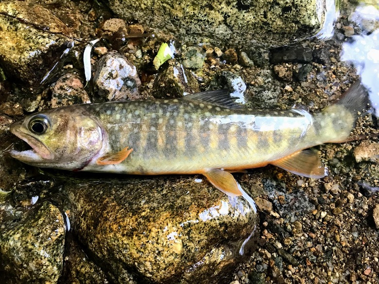 渓流　源流　釣り　イワナ　ヤマメ　ゴギ