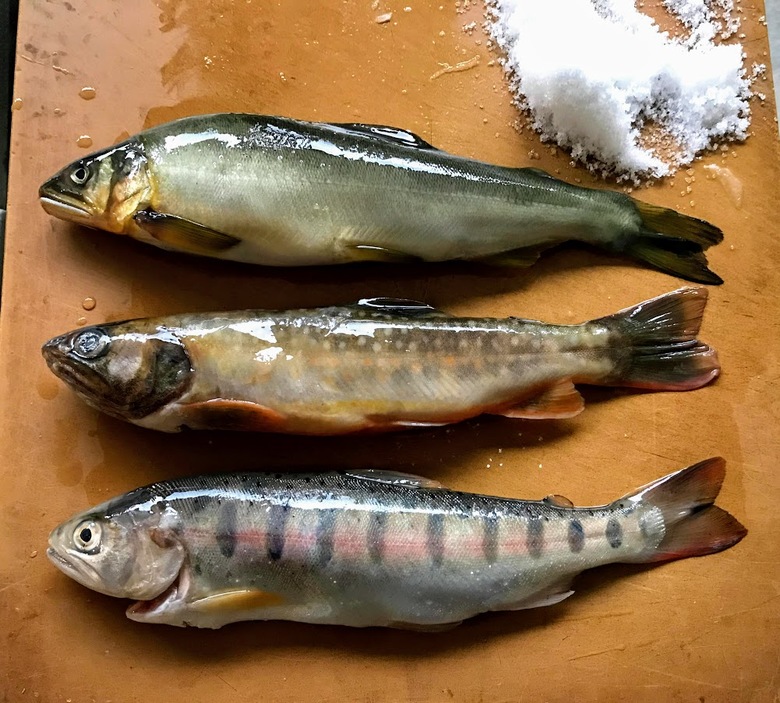 渓流　源流　釣り　イワナ　ヤマメ　ゴギ