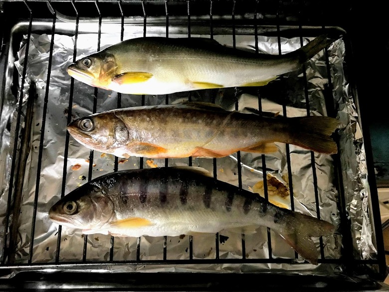 源流釣り で幻のイワナ ゴギ を狙う冒険 沖縄冒険日誌 しままや