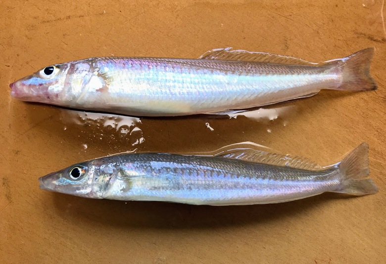 シロギス　釣り　ちょい投げ　