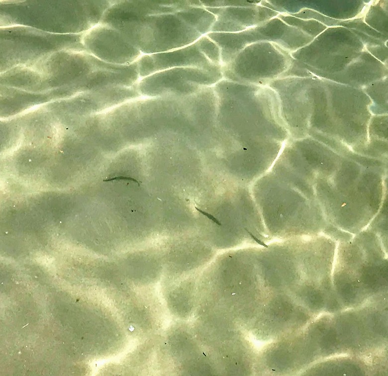 シロギス　釣り　ちょい投げ　